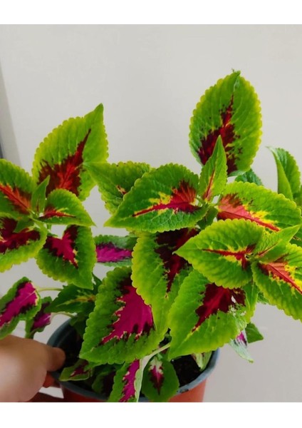 Yaprak Güzeli Fidanı Özel Renk 10-20 cm fırsatları