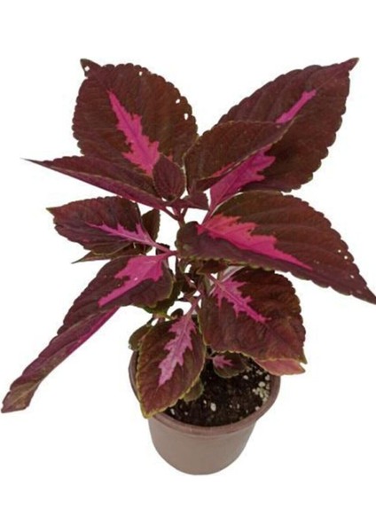 Yaprak Güzeli Kolyos Çiçeği Fidanı 10-20 cm