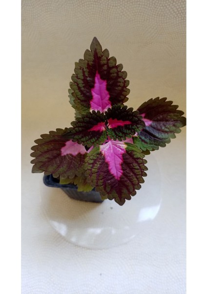 Yaprak Güzeli Fidesi Fidanı 10-20 cm