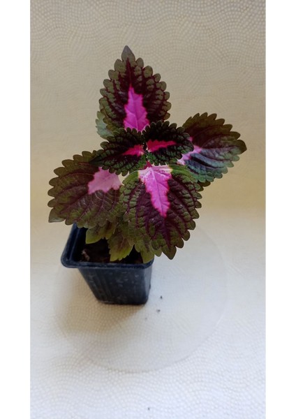 Yaprak Güzeli Fidesi Fidanı 10-20 cm fiyatları