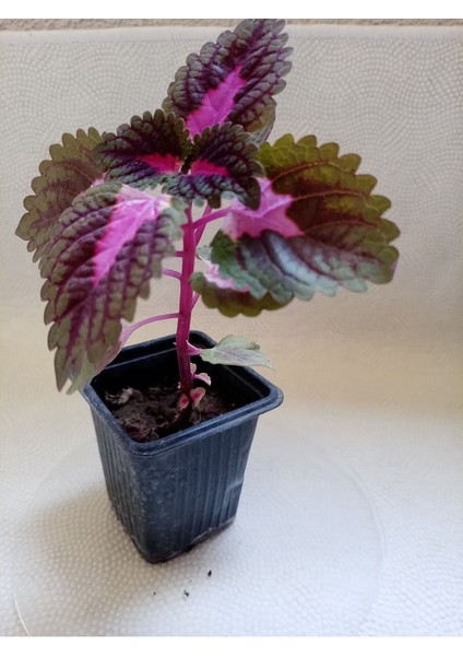 Yaprak Güzeli Fidesi Fidanı 10-20 cm modelleri