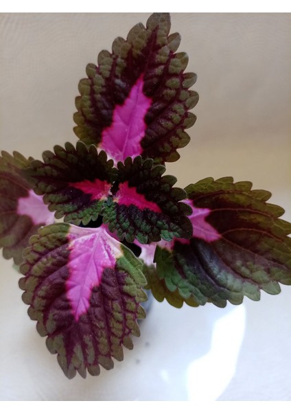 Yaprak Güzeli Fidesi Fidanı 10-20 cm fırsatları