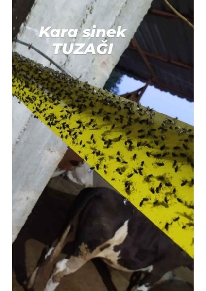 10 Cm* 25 mt Sinek Tuzağı