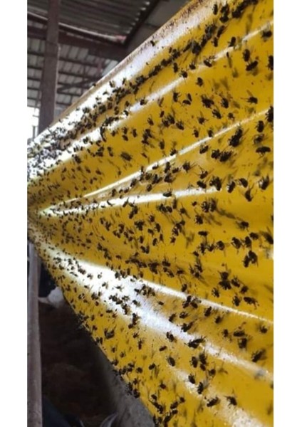 Karasinek Tuzağı Yapışkanlı Bant 15CM*100 mt
