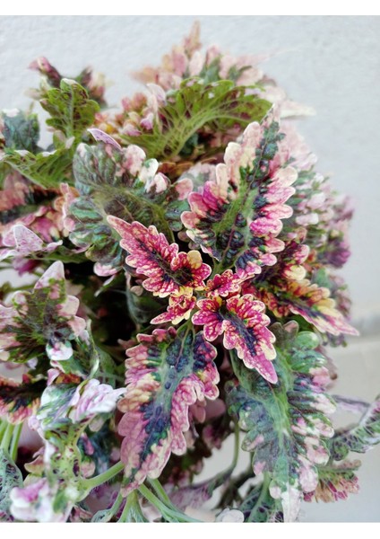 Yaprak Güzeli Fidanı Sihirbaz Fırfırlı 10-20 cm modelleri