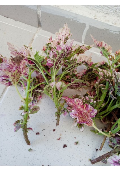 Yaprak Güzeli Fidanı Sihirbaz Fırfırlı 10-20 cm fırsatları