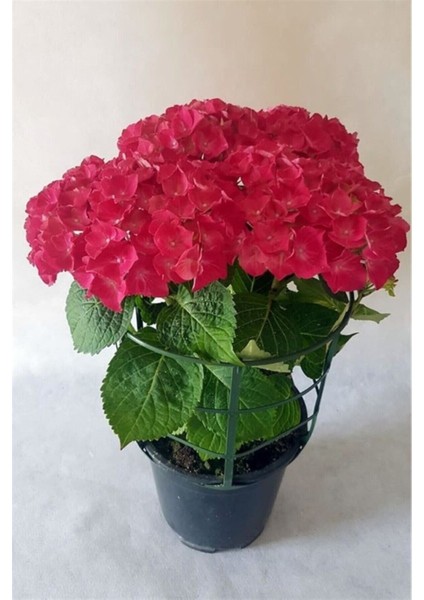 Ortanca Fidanı Fidesi 10-20 cm Kırmızı