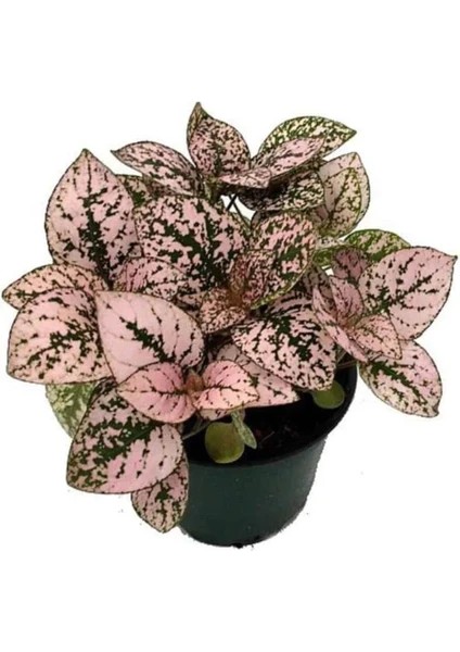 Pembe Hostes Çiçeği Fidanı