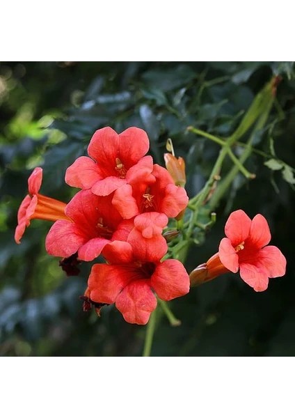 Acem Borusu ( Borazan Çiçeiği ) Fidanı