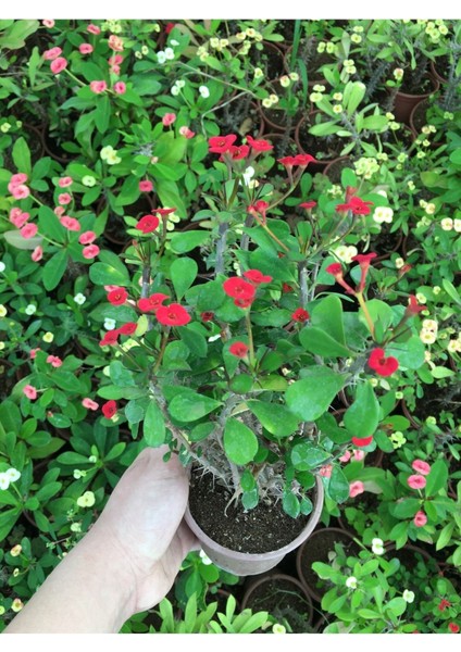 Dikenler Tacı Küçük Çiçekli Euphorbia Milli Kırmızı 10-20 cm modelleri