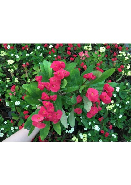 Dikenler Tacı Milli Fidanı (Pembe) 10-20 cm fiyatları