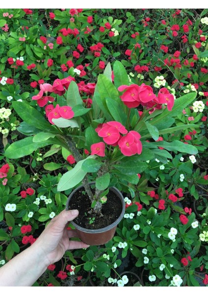 Dikenler Tacı Milli Fidanı (Pembe) 10-20 cm modelleri