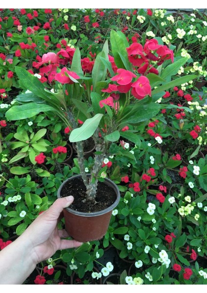 Dikenler Tacı Milli Fidanı (Pembe) 10-20 cm fırsatları