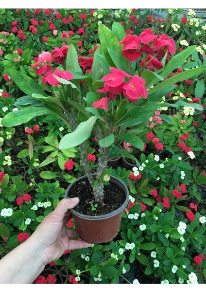 Dikenler Tacı Milli Fidanı (Pembe) 10-20 cm indirimleri