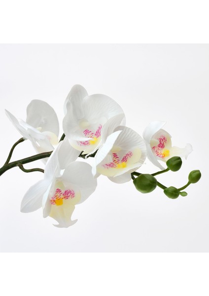 Yapay Bitki, Beyaz, 9 Cm, Orkide