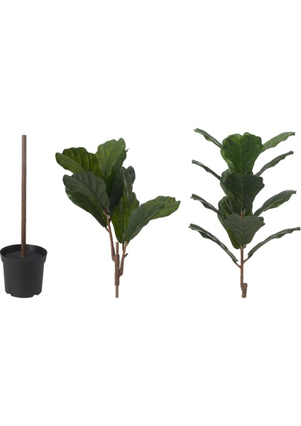 Yapay Bitki, Yeşil, 19 Cm, Pandora Kauçuğu Bitkisi, Iç/dış Mekan