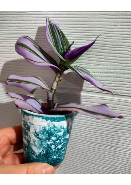 Yeşil Beyaz Telgraf Çiçeği Fidanı 10-20 cm