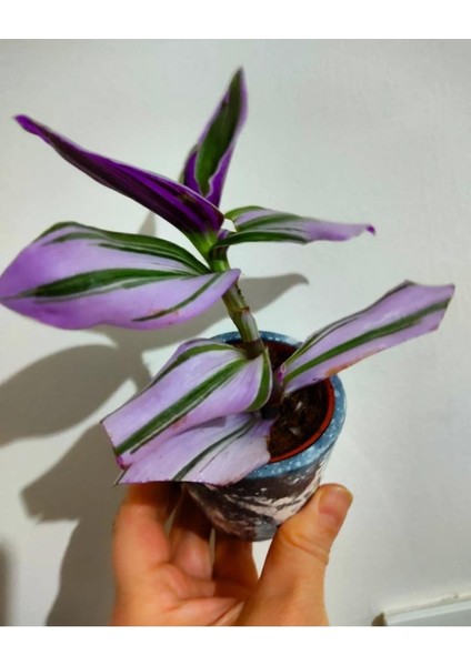 Yeşil Beyaz Telgraf Çiçeği Fidanı 10-20 cm fiyatları