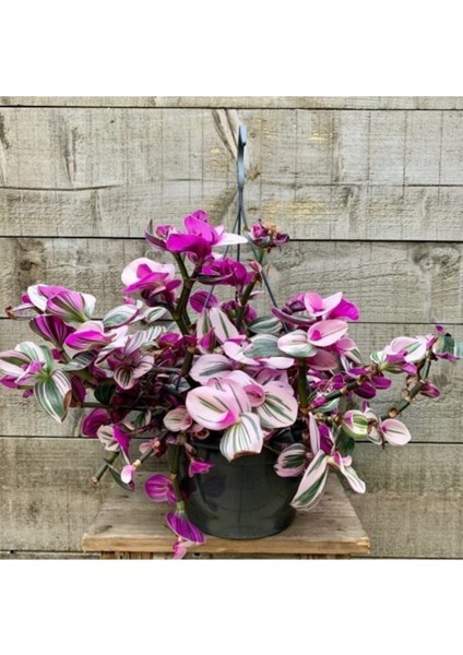 Nanouk Telgraf Çiçeği Pembe Telgraf Çiçeği Fidanı 10-20 cm fiyatları