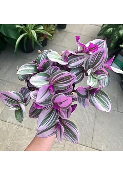 Nanouk Telgraf Çiçeği Pembe Telgraf Çiçeği Fidanı 10-20 cm modelleri