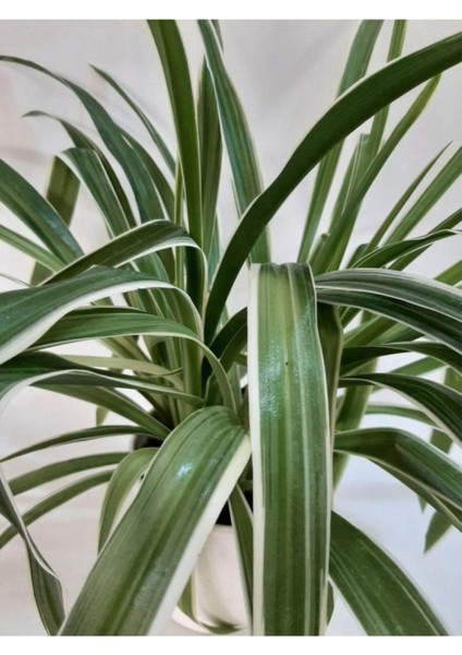 Kurdela Çiçeği Comosum Fidanı Fidesi 10-20 cm