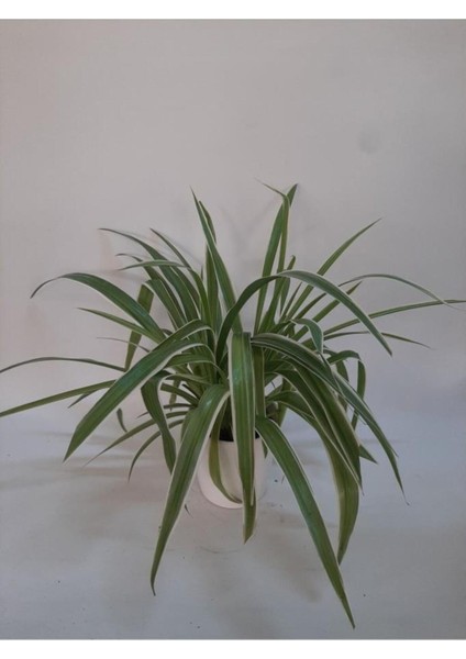 Kurdela Çiçeği Comosum Fidanı Fidesi 10-20 cm fiyatları