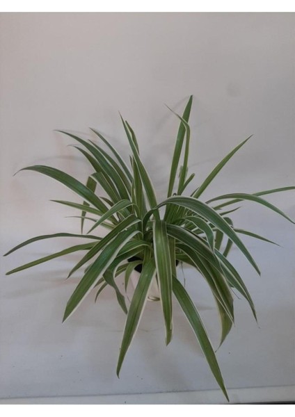 Kurdela Çiçeği Comosum Fidanı Fidesi 10-20 cm modelleri