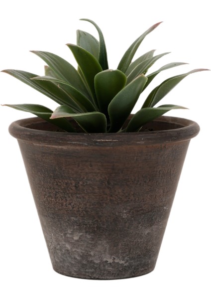 Saksı Bitki (16X13 Cm)