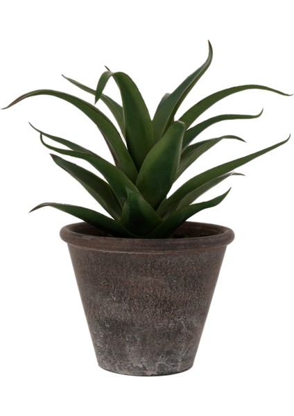 Saksı Bitki (20X20 Cm)