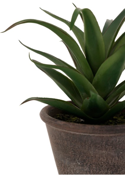 Saksı Bitki (20X20 Cm) fiyatları