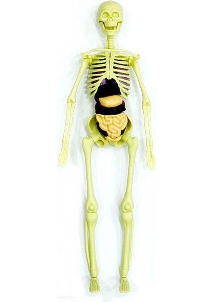 Nessiworld The Human Body Insan Vücudu 3D Eğitim Seti 3302 modelleri