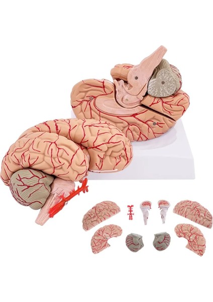 Beyin Maketi Model 52