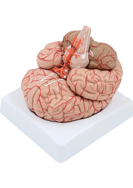 Beyin Maketi Model 52 fiyatları