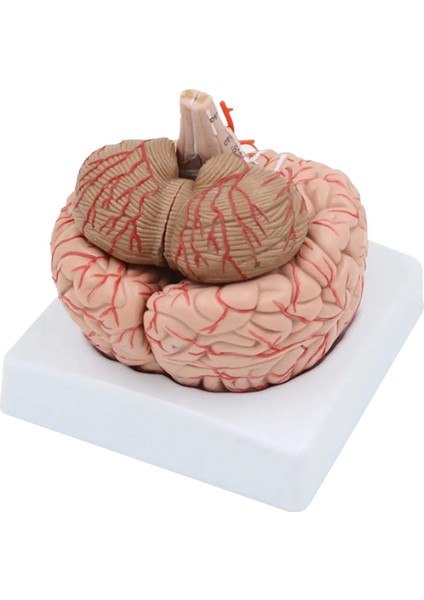 Beyin Maketi Model 52 modelleri