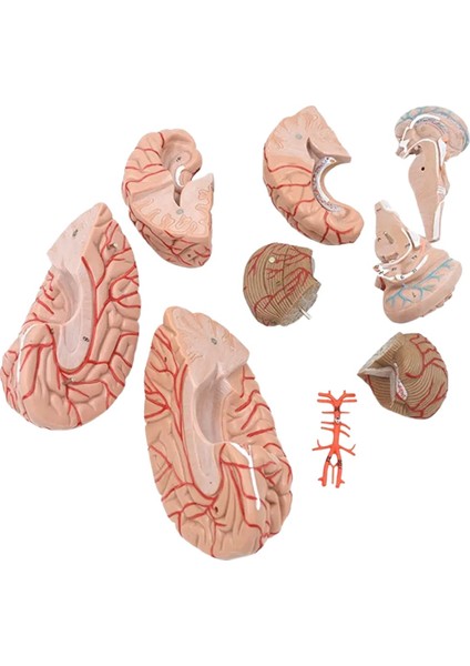 Beyin Maketi Model 52 fırsatları