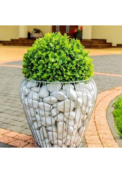 Sarı Çizgili Dolomit Taş 25 kg 1,5-2,5 cm Bahçe Taşı Süs Taşı Akvaryum Taşı fiyatları