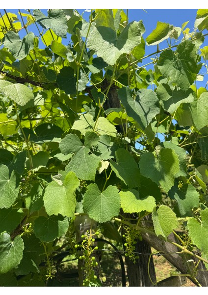 Karadeniz Üzüm Yaprağı Salamura 3 kg SINIRLI STOK modelleri