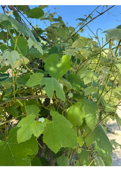 Karadeniz Üzüm Yaprağı Salamura 3 kg SINIRLI STOK fırsatları