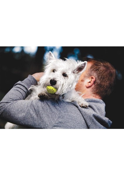 Köpek Air Sq Sesli Tenis Topu M 3 Adet 6,5cm fiyatları