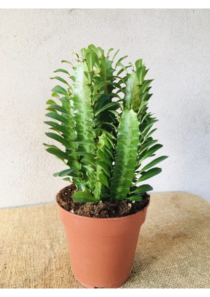 Euphorbıa Trıgona Red -Süt Ağacı ( 12CM Saksıda )- Süt Ağacı