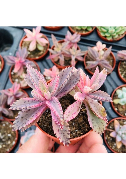 Pembe Aşkın Gözyaşı -Kalanchoe Pink Butterflies Çift Köklü 5.5cm Saksıda