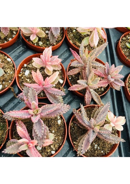 Pembe Aşkın Gözyaşı -Kalanchoe Pink Butterflies Çift Köklü 5.5cm Saksıda fiyatları
