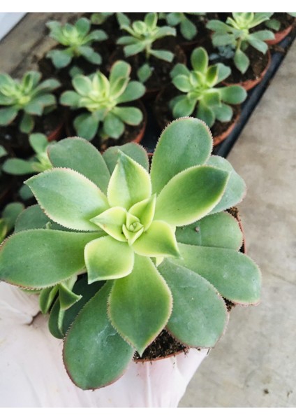Aeonium Kiwi Sukulent 8.5cm Saksıda