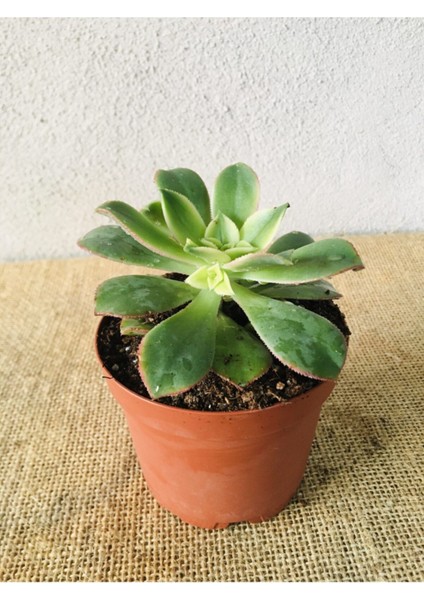 Aeonium Kiwi Sukulent 8.5cm Saksıda
