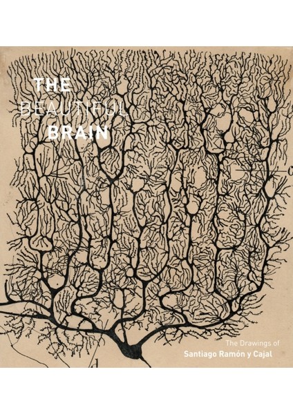 Beautiful Brain : The Drawings Of Santiago Ramon Y Cajal