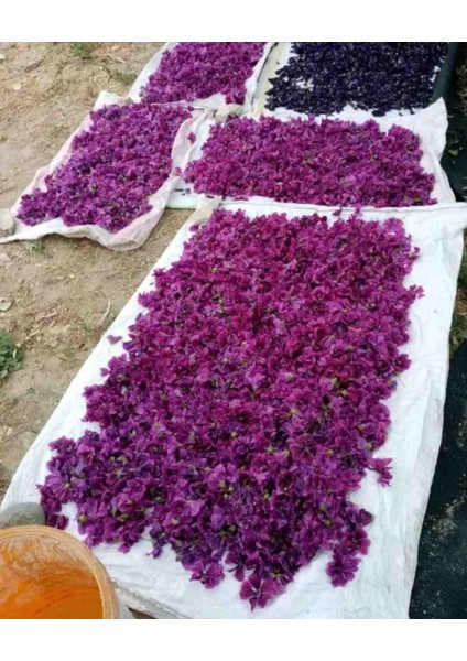 Ebegümeci Çiçeği