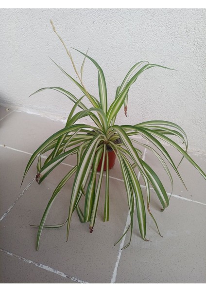 Ofis Bitkisi Kurdele Çiçeği Fidanı 10-20 cm