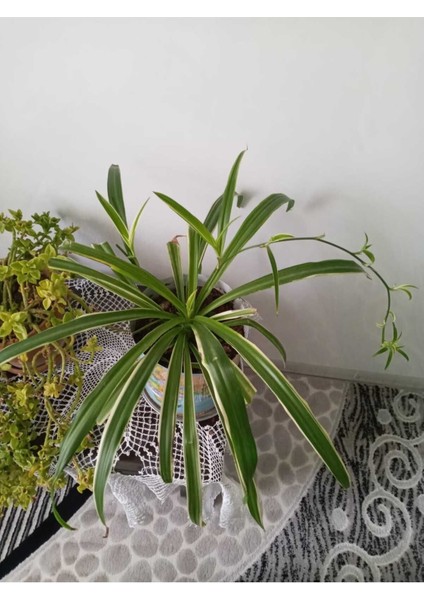 Ofis Bitkisi Kurdele Çiçeği Fidanı 10-20 cm fiyatları