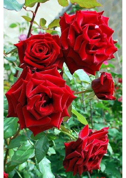 Kırmızı Sarmaşık Gül Fidanı 15-25 cm