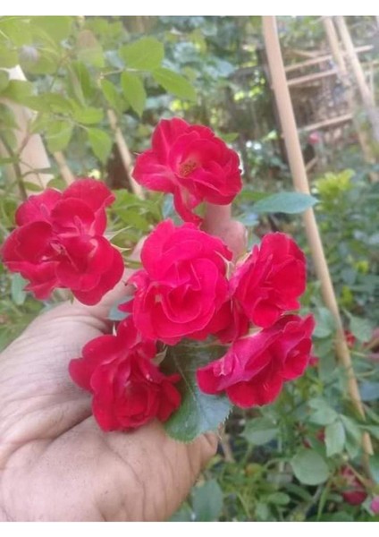 Kırmızı Sarmaşık Gül Fidanı 15-25 cm modelleri